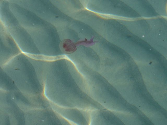 Foto di Gianni Quaquero